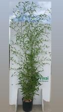 Piante bambu phyllostachys usato  Altamura