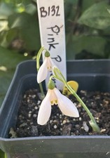 galanthus for sale  LEICESTER