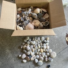 Muscheln gesammelt konvolut gebraucht kaufen  Bad Harzburg
