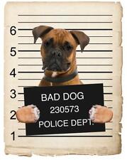 Boxer mugshot bad for sale  Pottstown