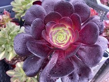 Sukkulenten aeonium voodoo gebraucht kaufen  Wilhelmshaven