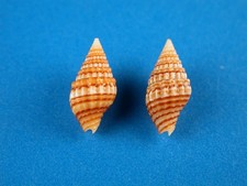 Vexillum unifascialis pair for sale  Kapolei