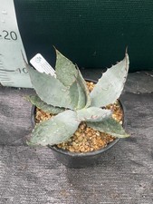 Agave havardiana litre for sale  ASHFORD