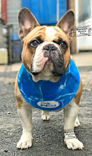 Bandana de resfriamento para cachorros pescoço chillout resfriamento instantâneo AFP S M L XL Bulldog comprar usado  Enviando para Brazil
