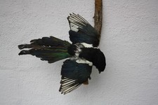 Tierpräparat elster jagd gebraucht kaufen  Johanniskirchen