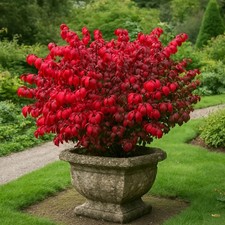 Burning bush euonymus for sale  PRESTON