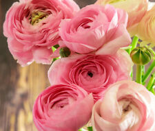 Ranunculus asiaticus pink for sale  CRAWLEY