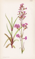 Viscaria atropurperea bulgarie d'occasion  Expédié en France