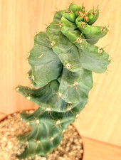 Cereus forbesii spiralis usato  Baranzate