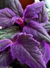 Rare purple passion for sale  North Adams