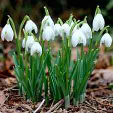 Galanthus nivalis. bulbs for sale  DOWNHAM MARKET