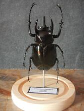 Beetle chalcosoma caucasus for sale  PLYMOUTH