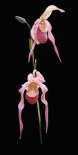 Phragmipedium schroderae tuile usato  Spedire a Italy