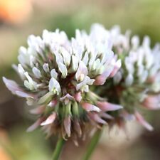 White clover seeds for sale  Ojai