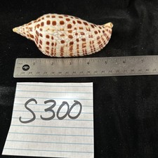 Striking 5.5 scaphella for sale  Warner Robins
