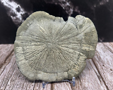 Iridescent pyrite sun for sale  Nashville