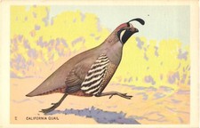 California quail bobwhite for sale  Lakewood