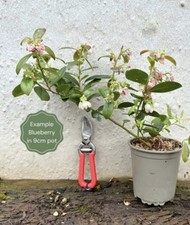 Blueberry plant duke for sale  MARCH