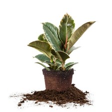 Variegated rubber plant for sale  Cedar Rapids