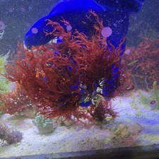 saltwater plants for sale  Dowagiac