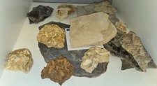 holzmaden fossilien gebraucht kaufen holzmaden fossilien gebraucht kaufen Weißenhorn
