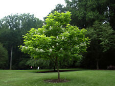 Catalpa bignonioides albero usato  Valmacca