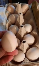 Eier watermaalsche bartzwerge gebraucht kaufen  Adorf