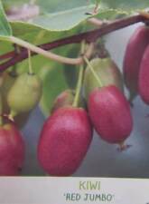 Actinidia arguta red gebraucht kaufen  Wuppertal
