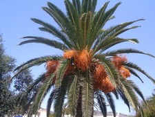 Seeds canary island for sale  USA
