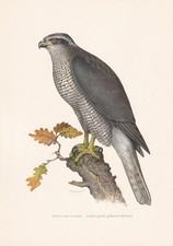 1960 goshawk bird for sale  BIDEFORD