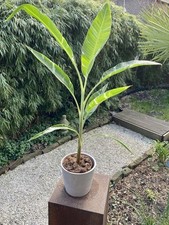 Musa florida variegata gebraucht kaufen  Duisburg
