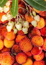 Erdbeerbaum arbutus unedo gebraucht kaufen Erdbeerbaum arbutus unedo gebraucht kaufen  Dortmund