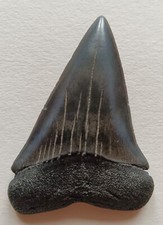 white shark usato white shark usato Due Carrare