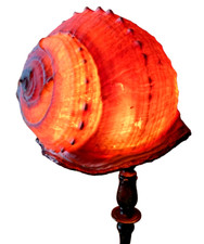 Koolfinds 716 seashell for sale  Buffalo