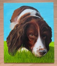 Springer spaniel grass for sale  BRIDGNORTH