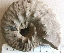 Ammonit argentinien 1915 gebraucht kaufen Ammonit argentinien 1915 gebraucht kaufen  Hof