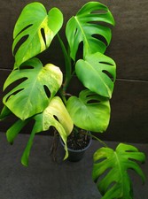 monstera variegated for sale  Tacoma