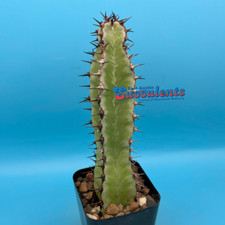 Euphorbia confinalis rhodesia for sale  Austin