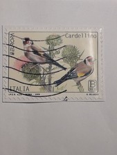 cardellino nostrano usato cardellino nostrano usato Schivenoglia
