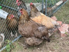 Pre order chicken for sale  HASSOCKS