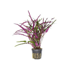 Dragon tongue hemigraphis for sale  Terrell