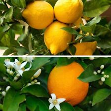 Citrus tree plant for sale  IPSWICH