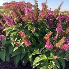 Buddleia chrysalis pink for sale  Hayden