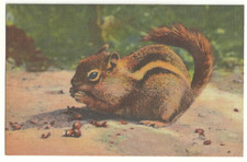 1940s chipmunk nuts for sale  Flagler Beach