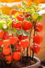 Chinese lantern physalis for sale  BURTON-ON-TRENT