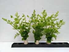 Bundpflanzen aquariumpflanzen  gebraucht kaufen  Gelsenkirchen