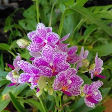 Phal pink spots for sale  Short Hills