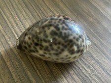 Tigermuscheln cypraea tigris gebraucht kaufen  Frankfurt am Main