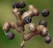 Hovenia dulcis albero usato  Napoli