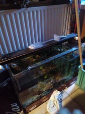 Verschenken aquarium 80x45x35 gebraucht kaufen  Wetter (Ruhr)